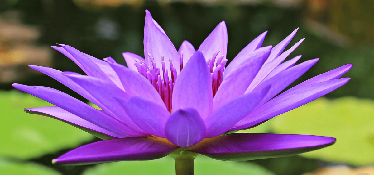 Life in Harmony WA water-lily-nuphar-lutea-aquatic-plant-blossom-158284-narrow Reiki  